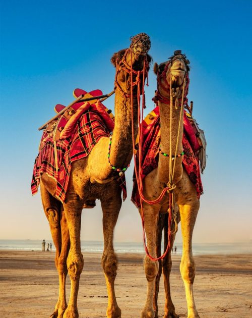 Rajkot to Kuch & more